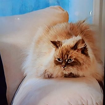 Kattunge, Persisk, Hvit, Bart