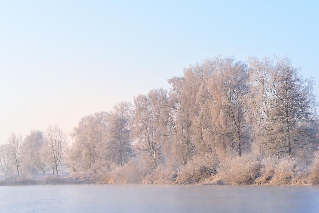 Arvores Inverno Foto gratuita no Pixabay Pixabay