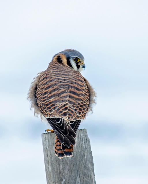 Sparrow Hawk, Iarnă, Vânătoare, Ședinței