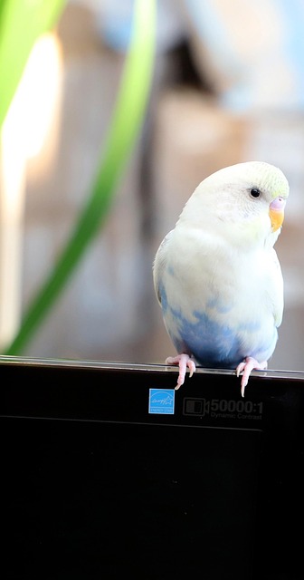 Free Parrot Bird photo and picture