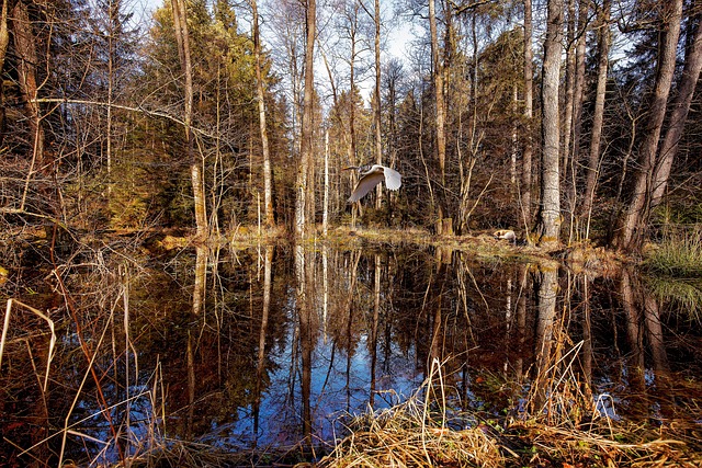 Natureza, Floresta, Lago, Garça
