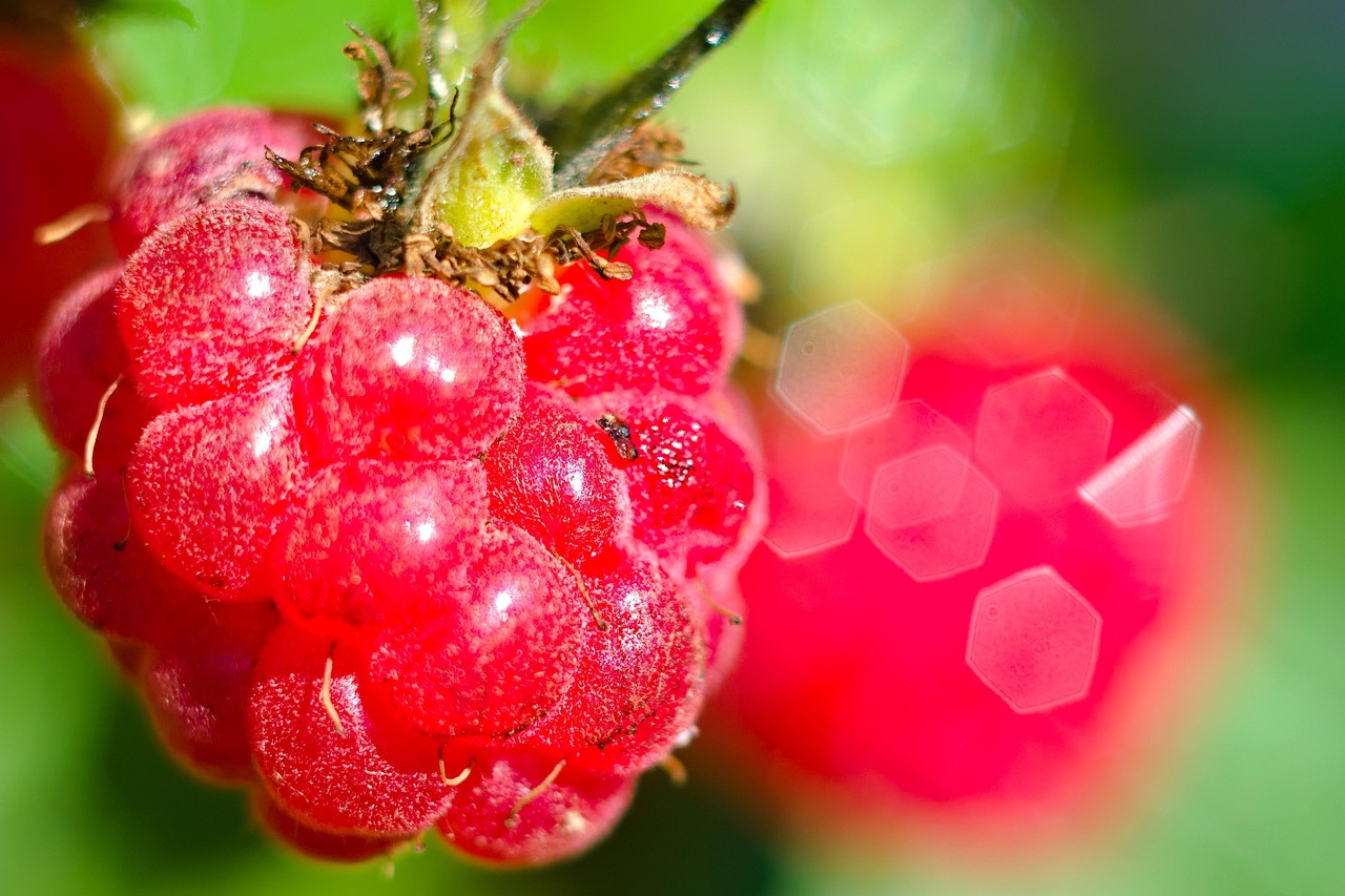 Raspberries Fruits Food Free photo on Pixabay Pixabay