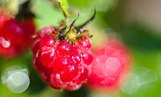 Lebensmittel, Obst, Gemüse, Himbeere