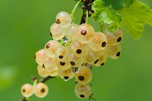 Johannisbeeren, Früchte, Lebensmittel
