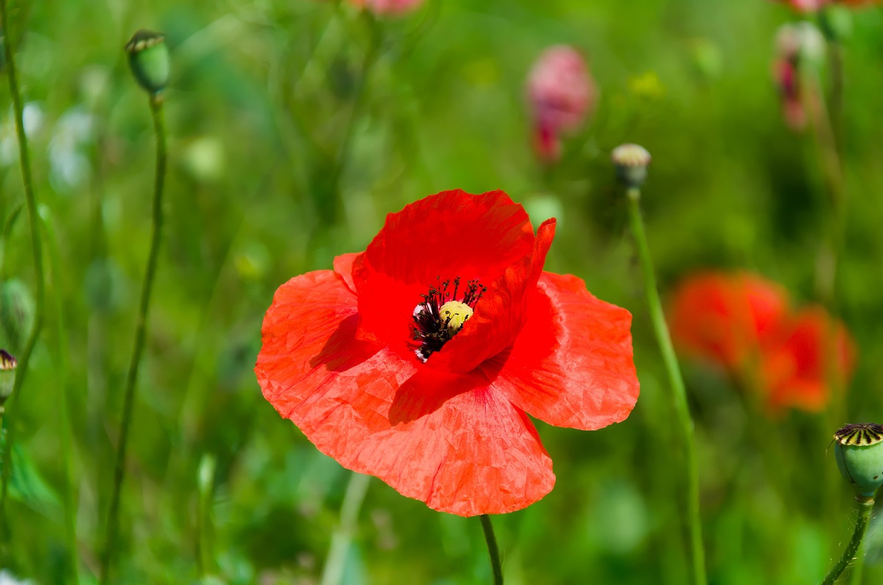 罂粟 花 红罂粟 - Pixabay上的免费照片 - Pixabay