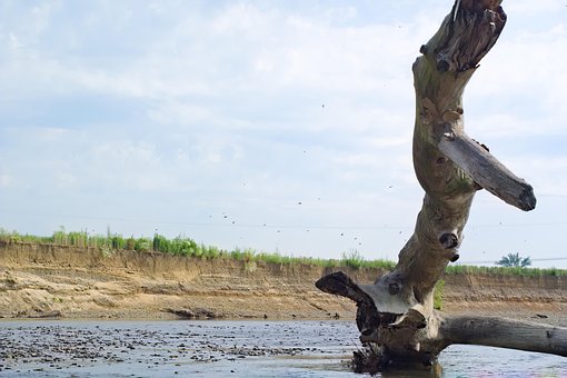Fluss, Natur, Land, Holz, Baum