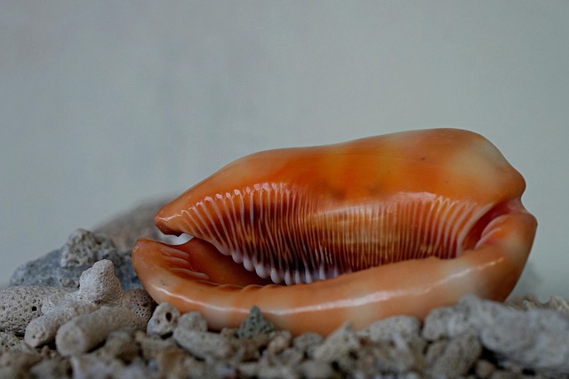 Cornial Shell Cone Sheel Coral M Marine - Free photo on Pixabay