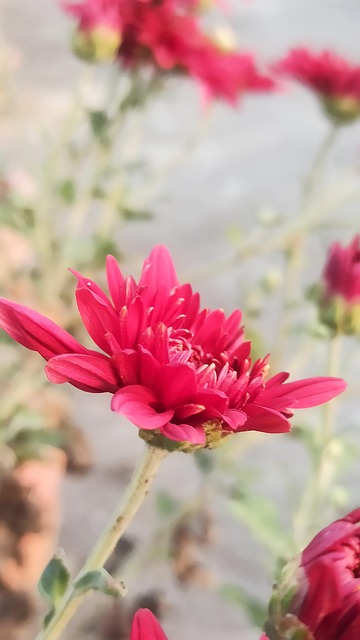 Free Red Flower photo and picture