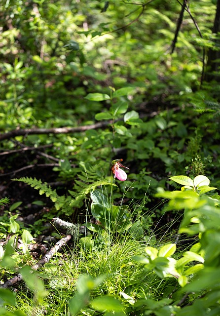 Flor, Naturaleza, Árboles, Sale De