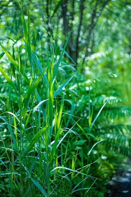 Hierba, Naturaleza, Bosque, Hierbas
