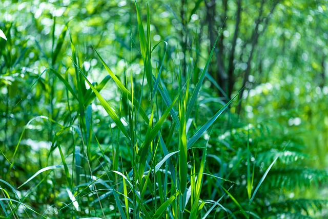Hierba, Naturaleza, Árboles