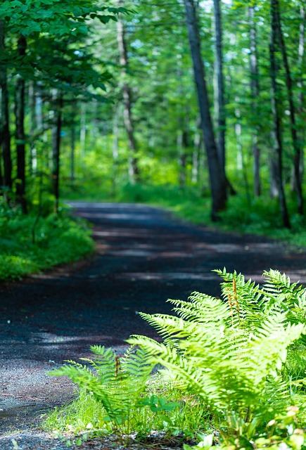 Sendero, Bosque, Naturaleza, Árboles