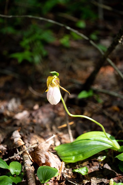 Flor Silvestre, Naturaleza, Flor