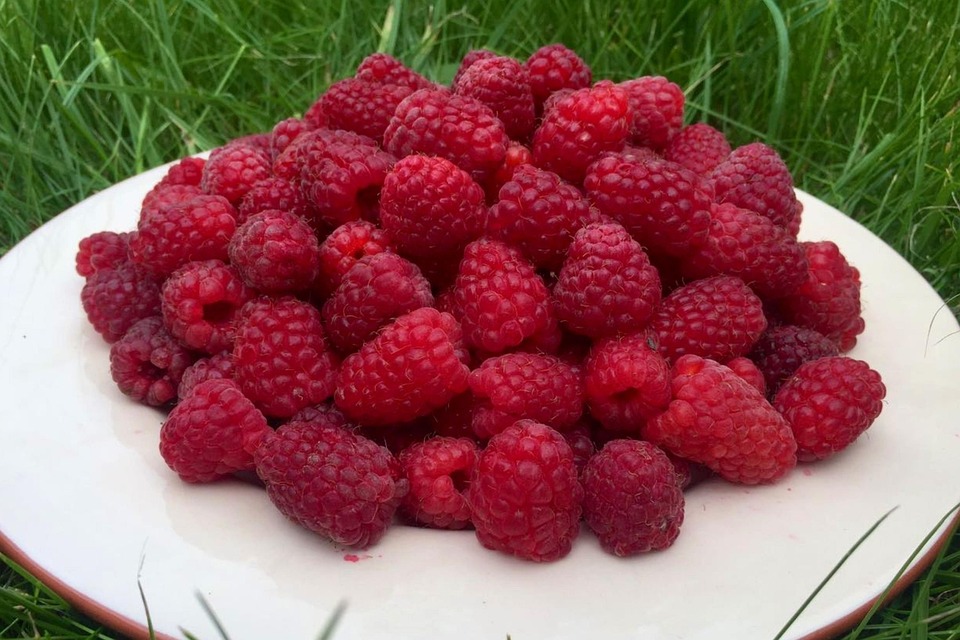 Irl Raspberry Fruit Raspberries Berries Fruits - Free photo on Pixabay - Pixabay