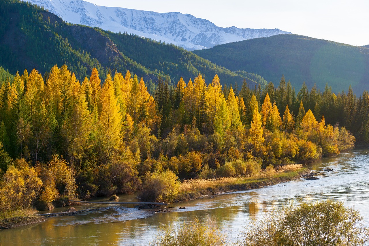 Forest - free online jigsaw puzzle photo