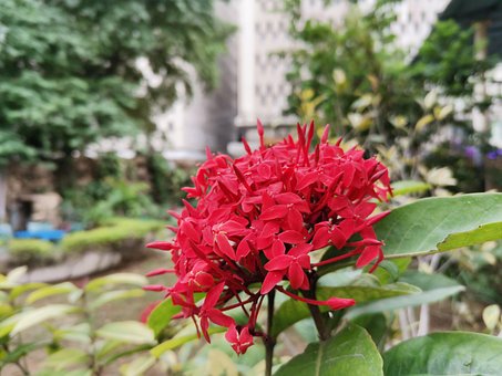 Free Flower Blossom photo and picture