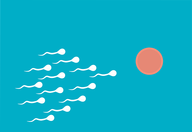 Free fertilization sperm medical vector