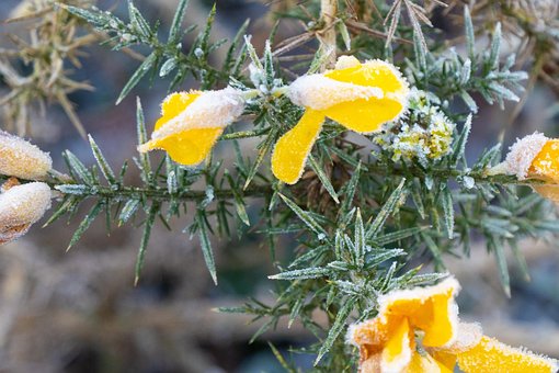 Vinter, Frost, Is, Kold, Blomst, Gul