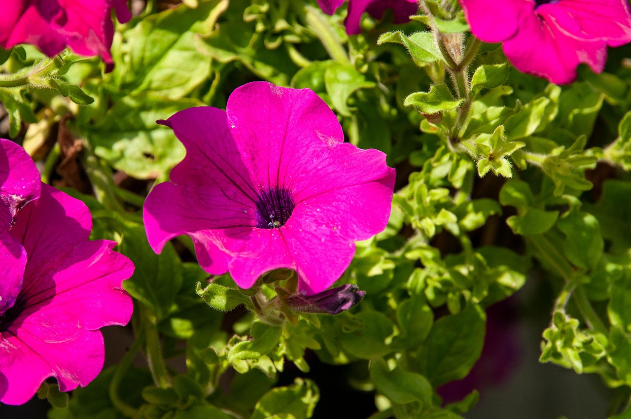 Petunias Flowers Garden Purple Free photo on Pixabay Pixabay