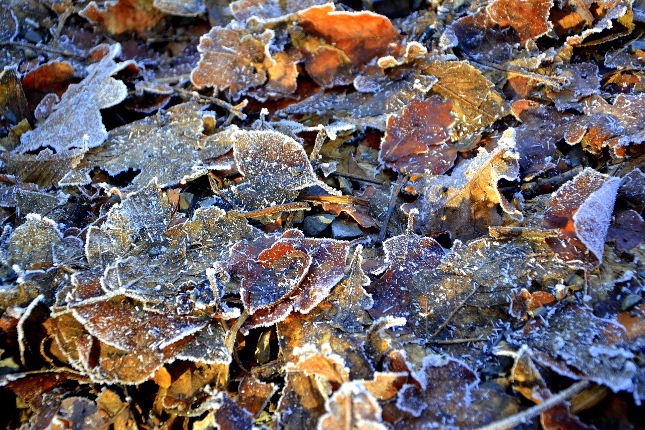 흰 서리 나뭇잎 - Pixabay의 무료 사진 - Pixabay