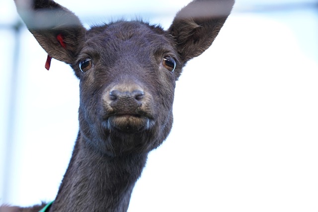 Ciervo, Animal, Cerrar, Gamo, Salvaje