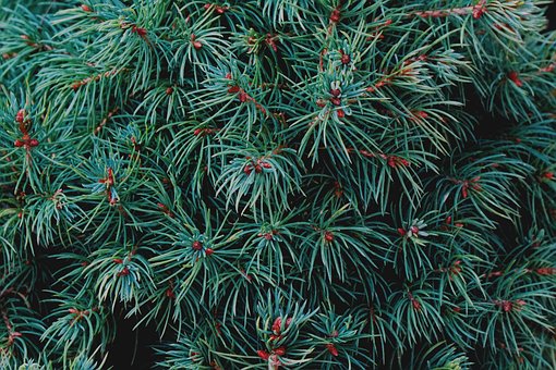 Free Garden Conifer photo and picture