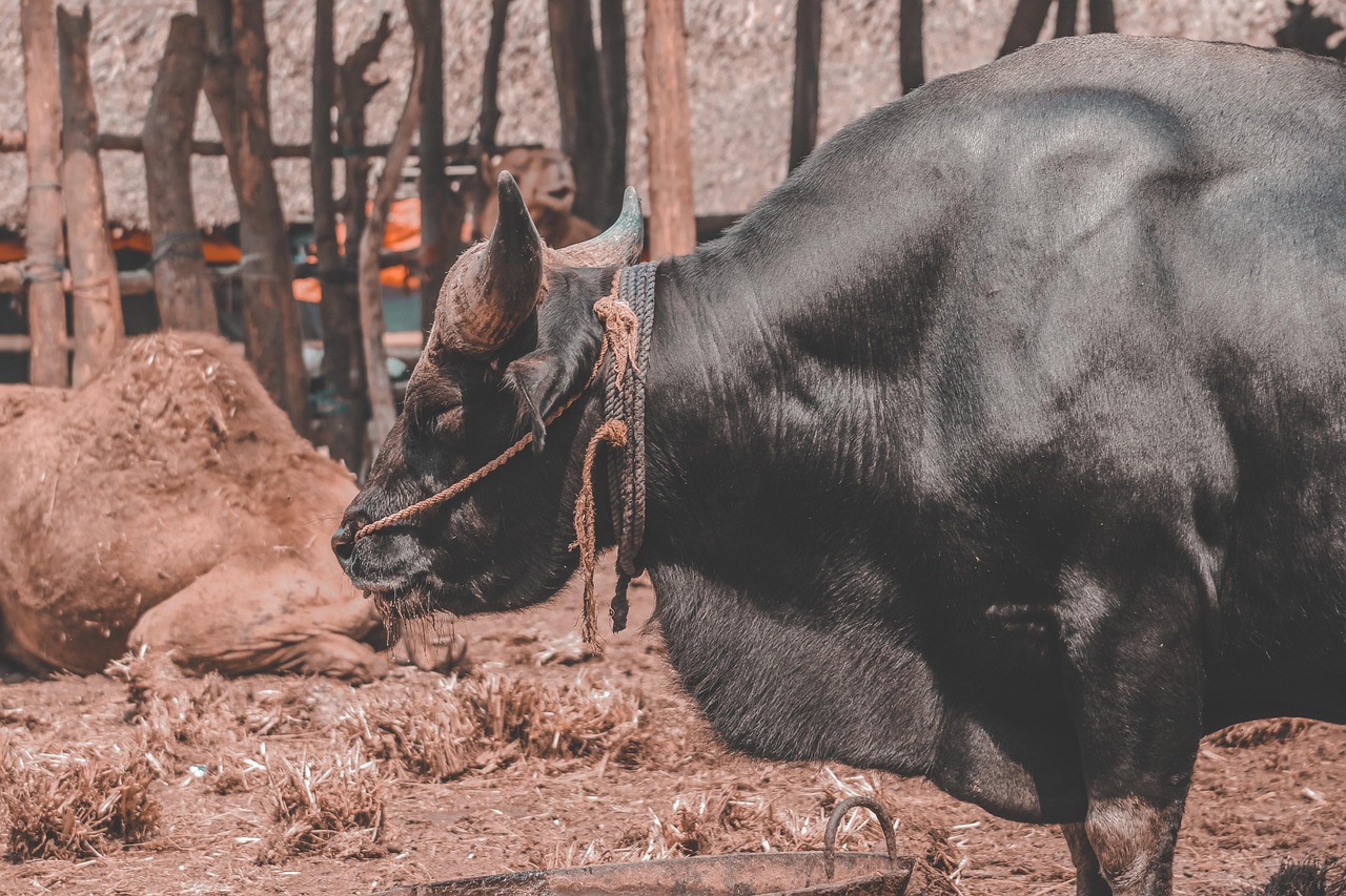 Animal - free online jigsaw puzzle photo