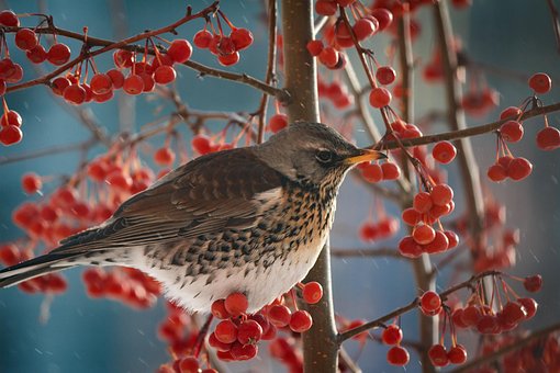 Soor, Vogel, Beere, Tier, Wilde Natur