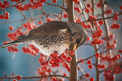 Soor, Vogel, Beere, Tier, Wilde Natur
