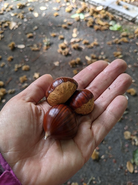 Herbst, Kastanien, Hand, Kastanie