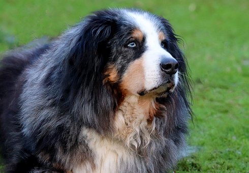 Free Dog Pet photo and picture