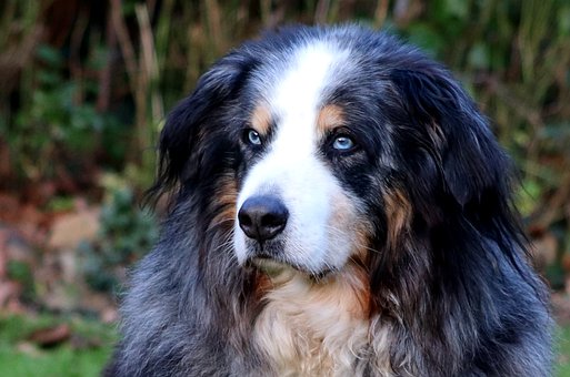 Free Dog Nature photo and picture
