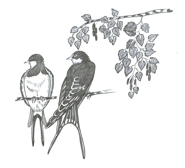 Schwalben, Schlucken, Vogel, Birke, Baum