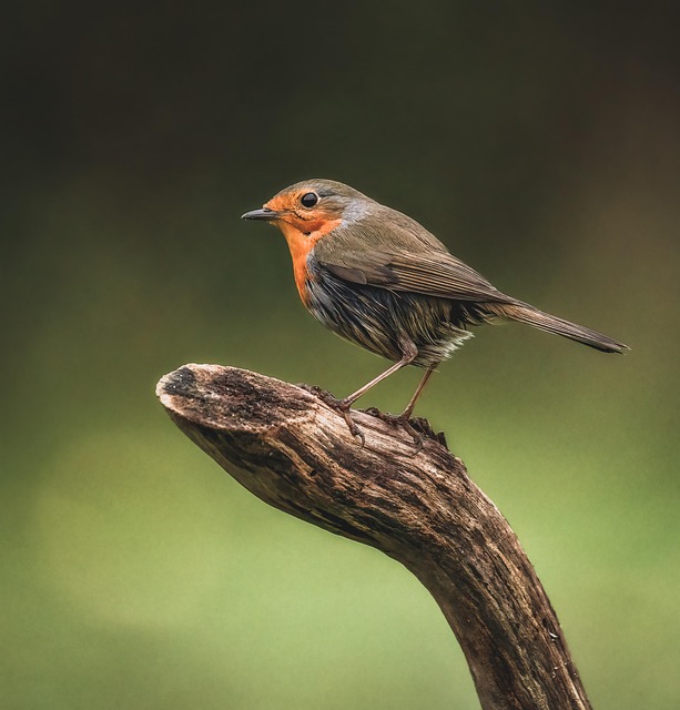 Robin, Pássaro, Sentado, Animal, Penas