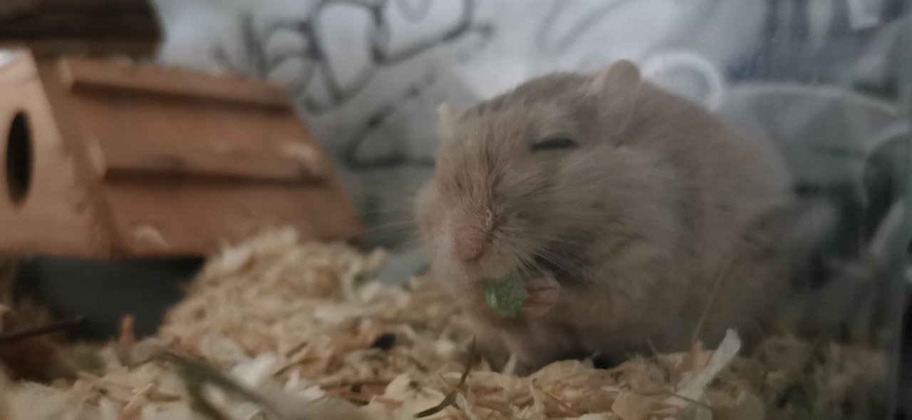 Gerbil Mouse Domestic Animal - Free photo on Pixabay - Pixabay