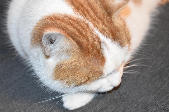 Free Cat Domestic Animal photo and picture