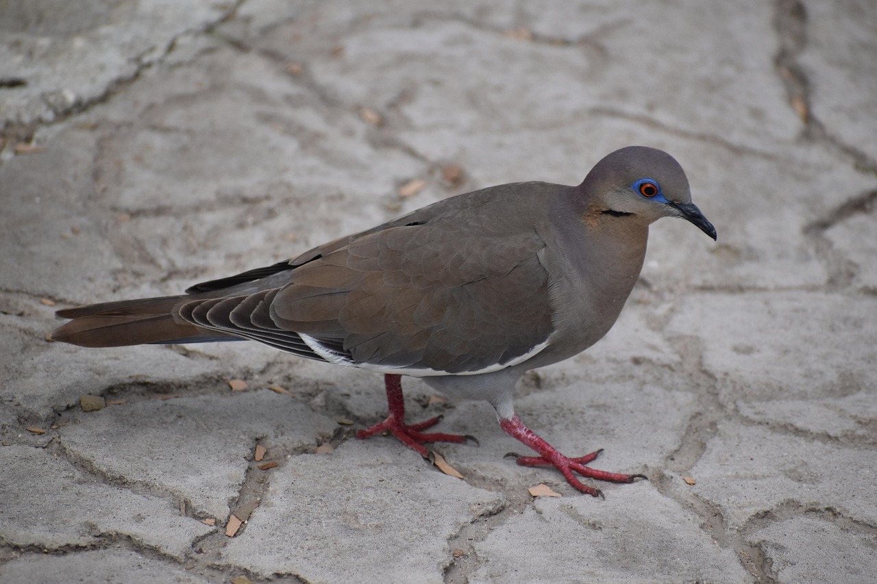 West Peruvian Dove - free online jigsaw puzzle photo