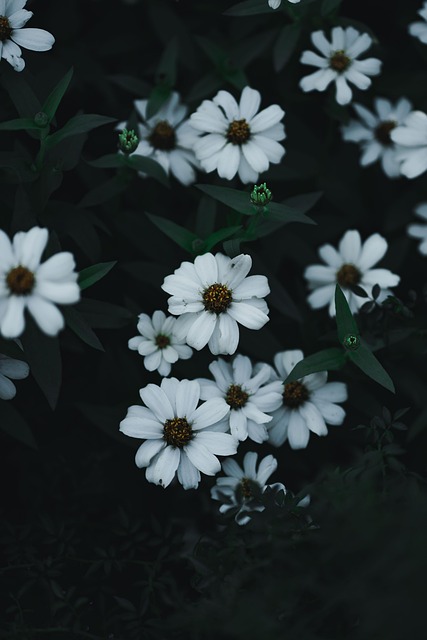 Natur, Blume, Chrysantheme, Japan