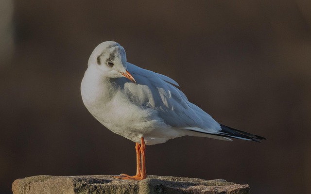 Pájaro, Gaviota, Polonia, Bydgoszcz