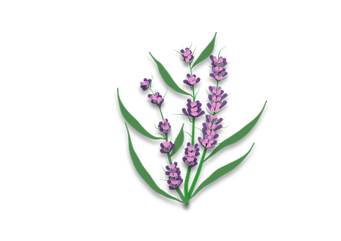 Lavendel, Natur, Blomster, Buket
