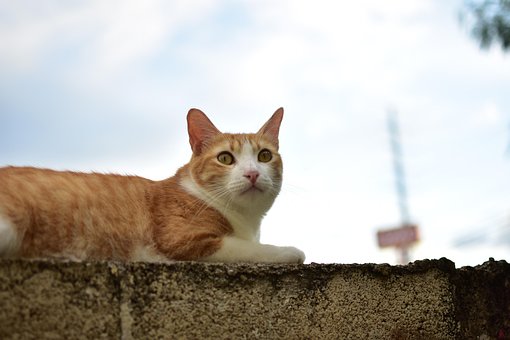 Kat, Dier, Mascotte, Nice, Cute, Kijk