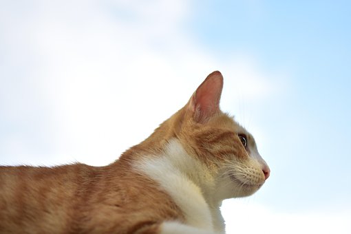 Profiel, Kat, Dier, Mascotte, Cute, Kijk