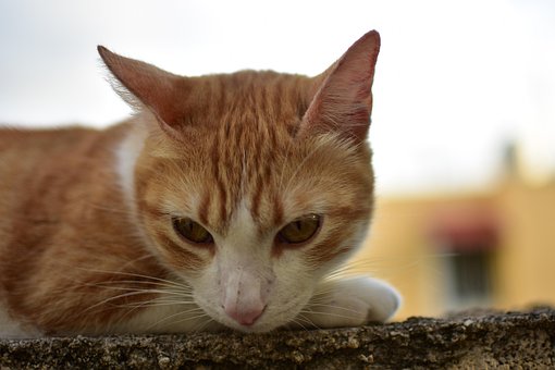 Kijk, Kat, Dier, Mascotte, Cute