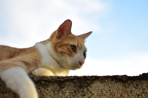 Liggen, Kat, Dier, Mascotte, Cute, Kijk