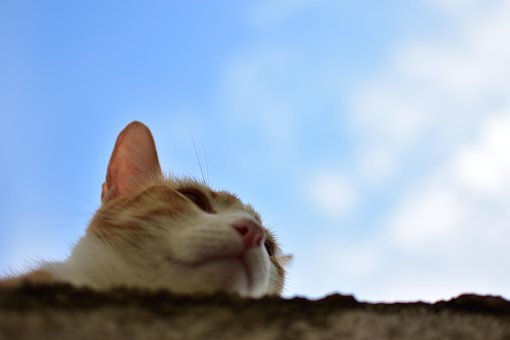 Slapen, Kat, Dier, Mascotte, Cute