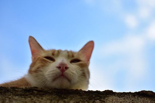 Slapen, Kat, Dier, Mascotte, Cute