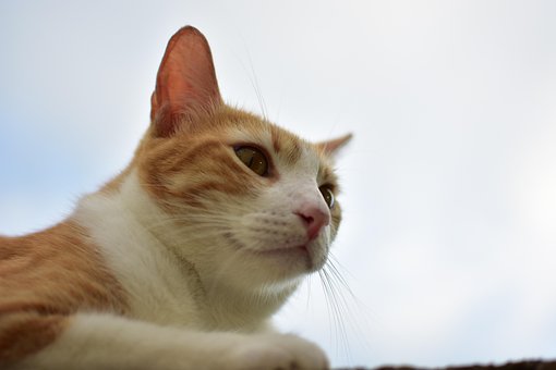 Kat, Huisdier, Natuur, Dier, Katachtig