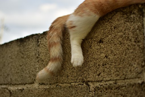 Pata, Kat, Liggen, Geel, Katachtig, Muur