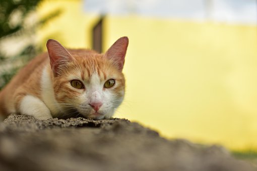 Kat, Natuur, Achtertuin, Huisdier