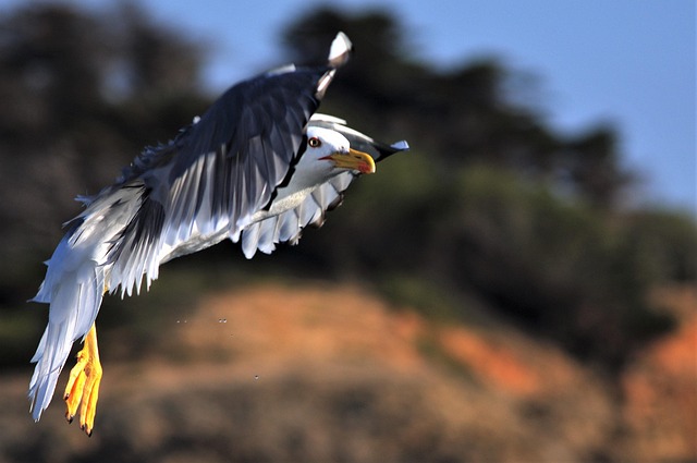 Free Seagull Bird photo and picture